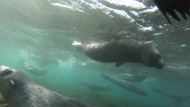 Cachorro de focas de piel antártica de cerca bajo el agua — Vídeo de stock