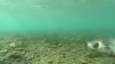 Antarktika kürk fokları suyun altında yavrularlar.