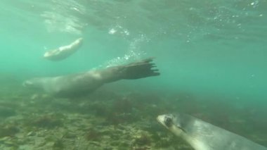 Antarktika kürk fokları suyun altında yavrularlar.