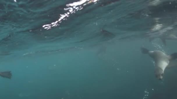 Cachorro de focas de piel antártica de cerca bajo el agua — Vídeos de Stock