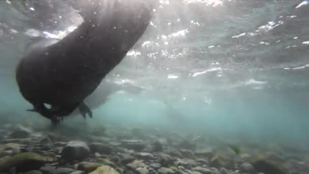 南極の毛皮のアザラシが水面下で近づいてくる — ストック動画