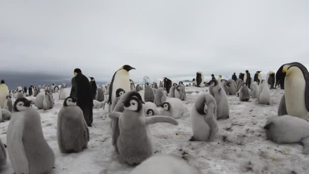 Emperador Pingüinos con chiks de cerca en la Antártida — Vídeo de stock