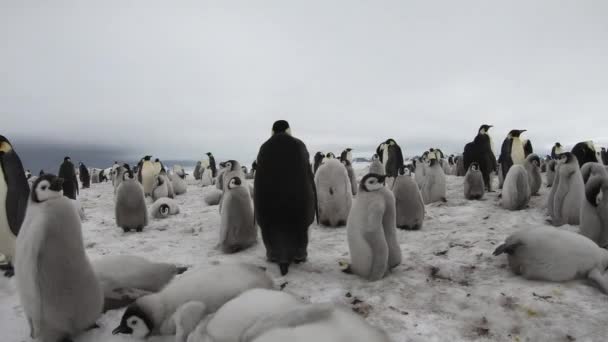 Emperador Pingüinos con chiks de cerca en la Antártida — Vídeo de stock