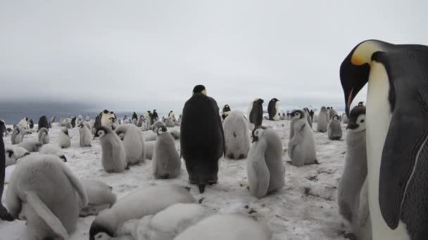 Императорские пингвины с шиками в Антарктиде — стоковое видео