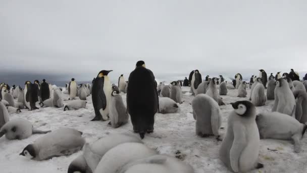 Pingwiny cesarskie z kurczakami na Antarktydzie — Wideo stockowe