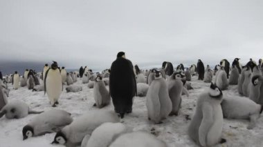 Antarktika 'da yavruları olan İmparator Penguenler