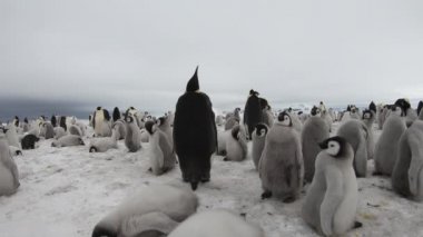 Antarktika 'da yavruları olan İmparator Penguenler