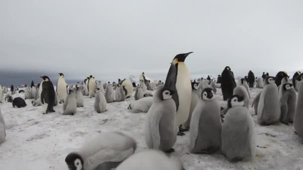 Kejsare Penguins med brudar på nära håll i Antarktis — Stockvideo