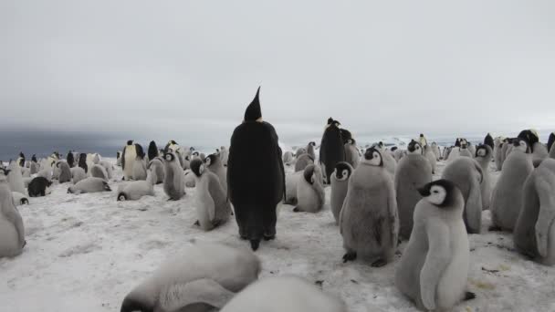 Pingvinek császár és csibék az Antarktiszon. — Stock videók