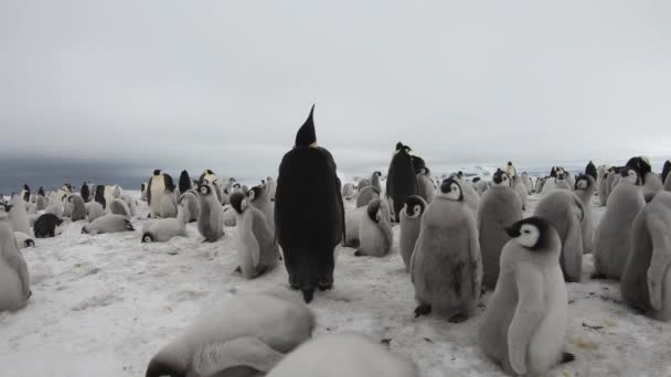 Imperador Pinguins com chiks de perto na Antártida — Vídeo de Stock