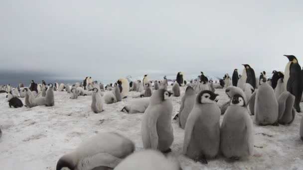 Tučňáci císařští s kuřaty zblízka v Antarktidě — Stock video