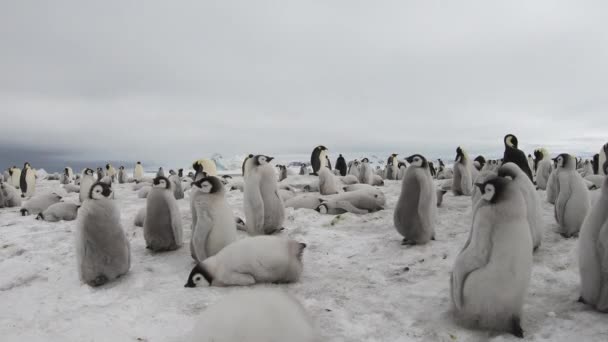 Emperador Pingüinos con chiks de cerca en la Antártida — Vídeos de Stock