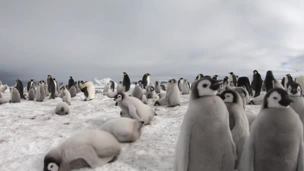 Imperador Pinguins com chiks de perto na Antártida — Vídeo de Stock