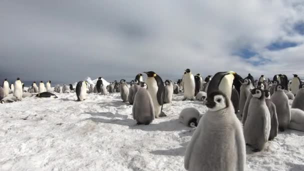 Keizerspinguïns met bikken dichtbij in Antarctica — Stockvideo