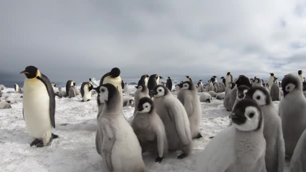 Pingvinek császár és csibék az Antarktiszon. — Stock videók