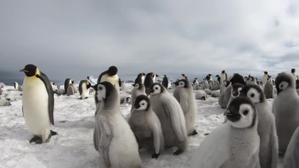 Імператор Пінгвіни з чіками в Антарктиді. — стокове відео