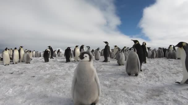 Imperatore Pinguini con chiks da vicino in Antartide — Video Stock