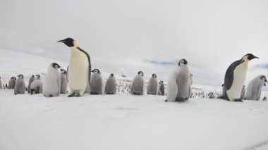 Antarktika 'da yavruları olan İmparator Penguenler