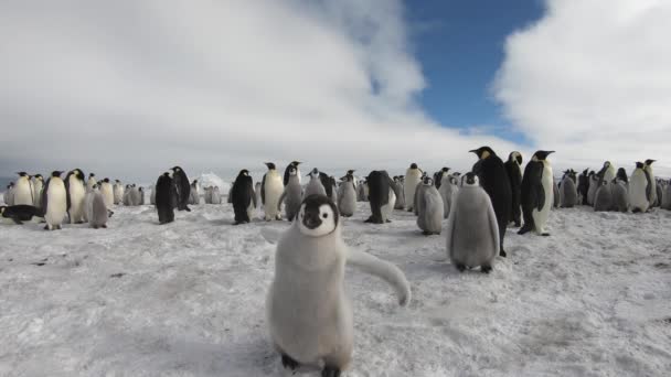 Kejsare Penguins med brudar på nära håll i Antarktis — Stockvideo