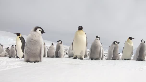 Imperador Pinguins com chiks de perto na Antártida — Vídeo de Stock