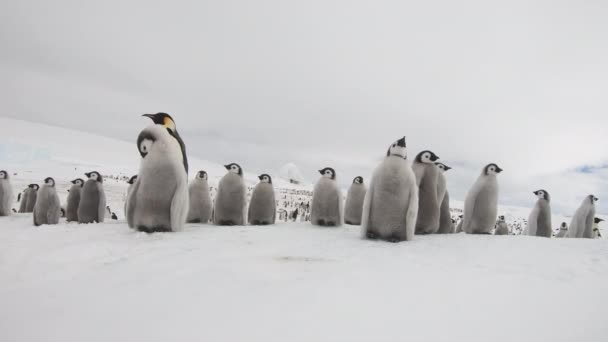 Emperador Pingüinos con chiks de cerca en la Antártida — Vídeos de Stock