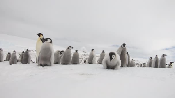 Imperador Pinguins com chiks de perto na Antártida — Vídeo de Stock