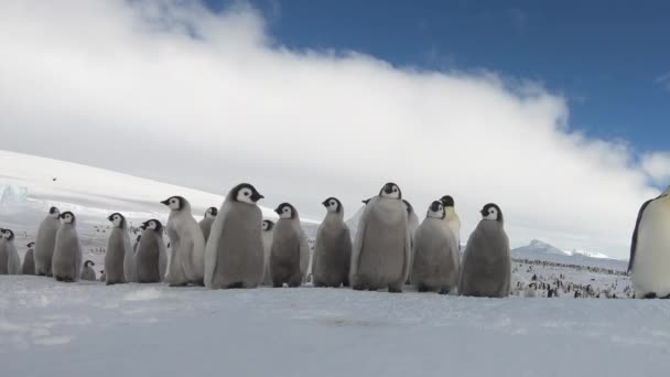 Keizerspinguïns met bikken dichtbij in Antarctica — Stockvideo