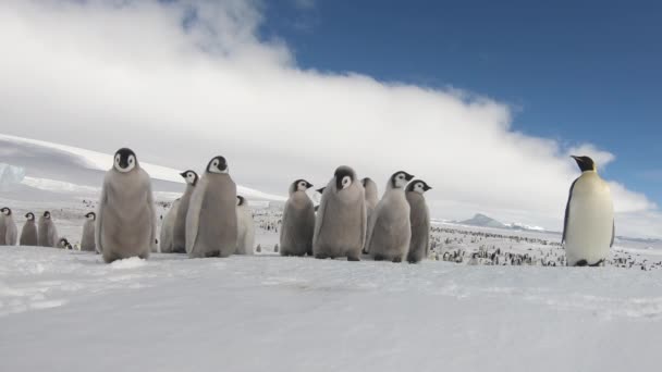 Imperador Pinguins com chiks de perto na Antártida — Vídeo de Stock