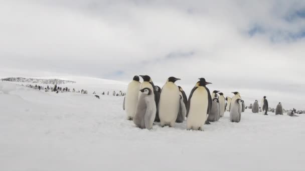 Kejsare Penguins med brudar på nära håll i Antarktis — Stockvideo