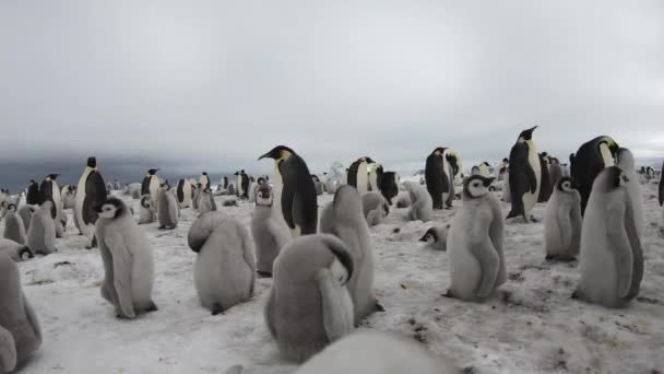 Keizerspinguïns met bikken dichtbij in Antarctica — Stockvideo