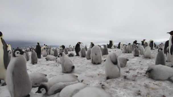 Emperador Pingüinos con chiks de cerca en la Antártida — Vídeos de Stock