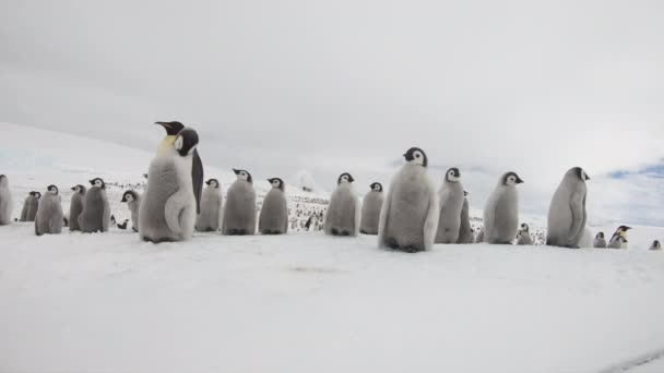 Emperador Pingüinos con chiks de cerca en la Antártida — Vídeo de stock