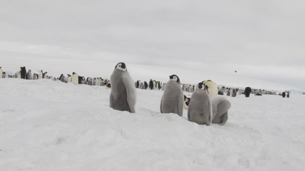 Emperador Pingüinos con chiks de cerca en la Antártida — Vídeo de stock