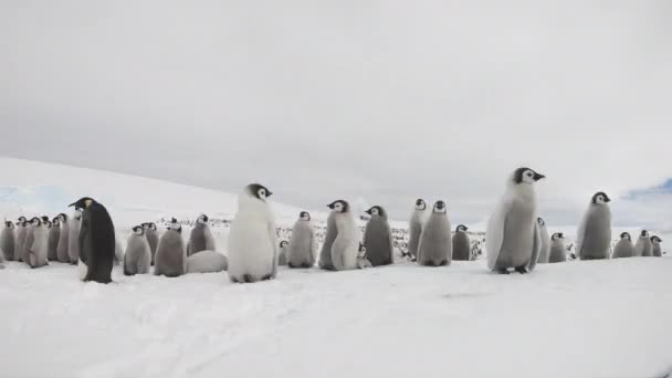 Emperador Pingüinos con chiks de cerca en la Antártida — Vídeo de stock