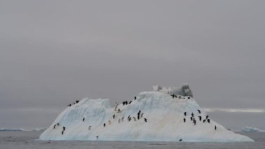 Antarktika buzdağı üzerinde Adelie Penguenler