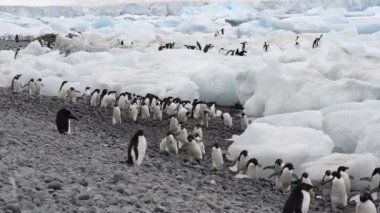 Adelie penguenleri plaj boyunca yürümek