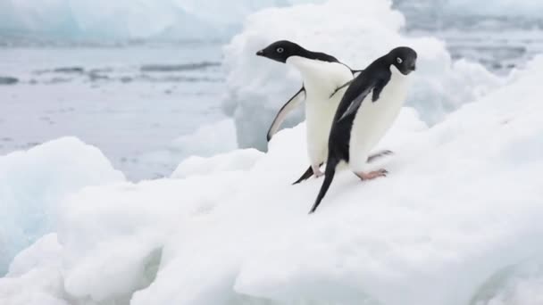 Pinguins de Adelie no gelo na Antártida — Vídeo de Stock
