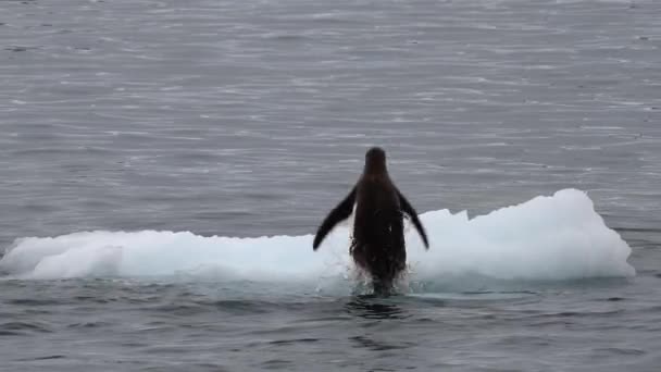 Pingwiny na lodzie na Antarktydzie — Wideo stockowe