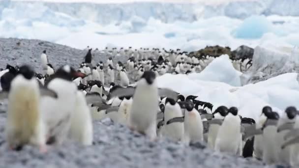 Adelie Penguins pěšky podél pláže — Stock video