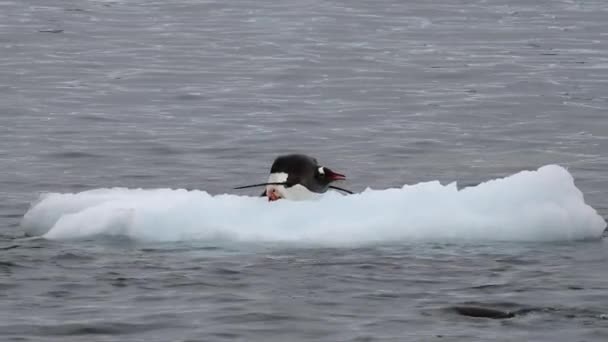 Gentoo Penguins en el hielo en la Antártida — Vídeos de Stock