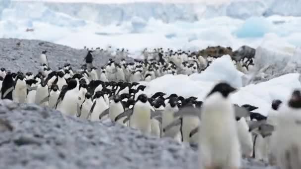 Адели Пингвины прогуливаются вдоль пляжа — стоковое видео