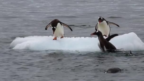 Gentoo Penguins na ledu v Antarktidě — Stock video