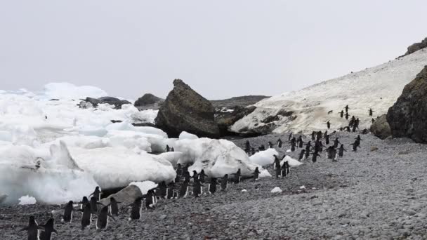 Pinguins Adelie caminham ao longo da praia — Vídeo de Stock