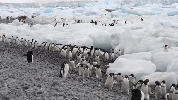 Pinguins Adelie caminham ao longo da praia — Vídeo de Stock