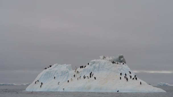 Pingüinos Adelie en el iceberg en la Antártida — Vídeos de Stock