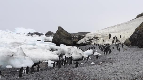 Pinguins Adelie caminham ao longo da praia — Vídeo de Stock