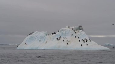 Antarktika buzdağı üzerinde Adelie Penguenler