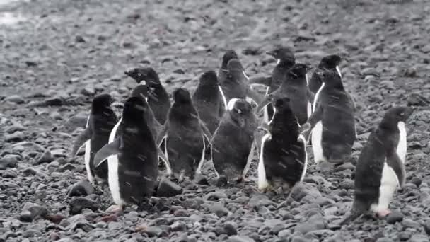 Pinguins Adelie caminham ao longo da praia — Vídeo de Stock