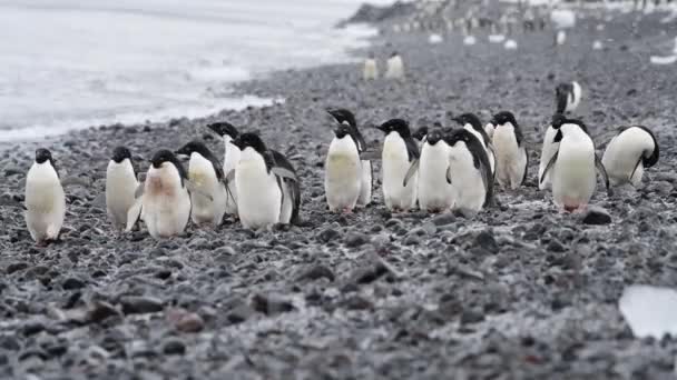 Pinguins Adelie na praia na Antártida — Vídeo de Stock