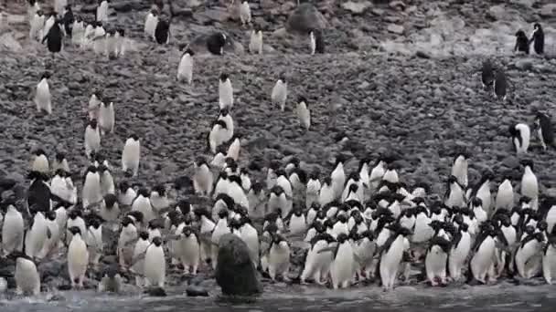 Pinguins Adelie caminham ao longo da praia — Vídeo de Stock